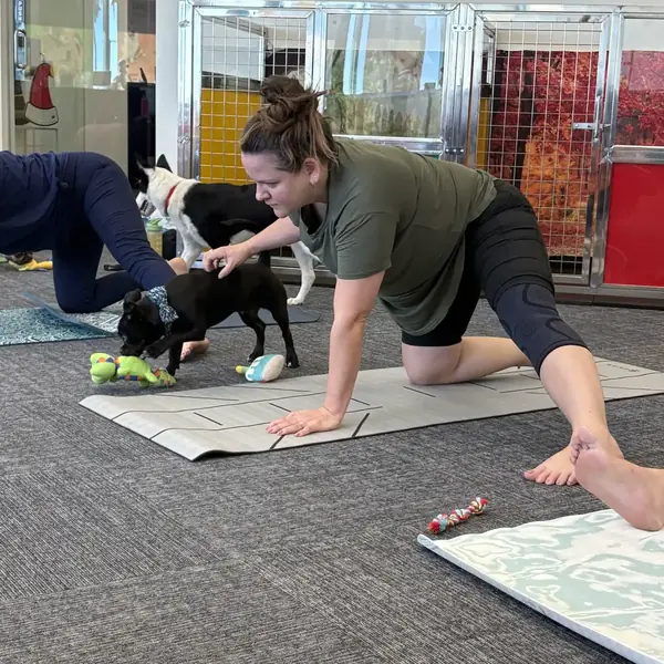 Playful puppy at a K9 Rox Club yoga class